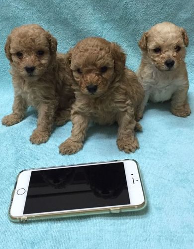 　≪　ご成約ありがとうございました　≫　タイニープードル　赤ちゃん