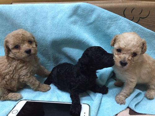 ご成約ありがとうございました。　タイニープードル　赤ちゃん