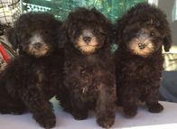 ご予約受付中　シルバー　タイニープードル