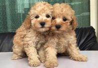 ご予約受付中　アプリコット　タイニープードル