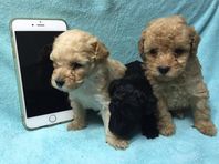 ご予約受付中　タイニープードル　赤ちゃん