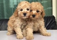 【仔犬紹介更新】　アプリコット　タイニープードル２兄弟