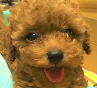 《1/8広告掲載》　くまにちタウンパケット