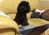 パパ犬　（ラン君）（2）