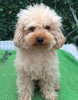 ママ犬　（モカちゃん）（2）