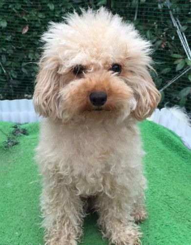 ママ犬　（モカちゃん）（2）