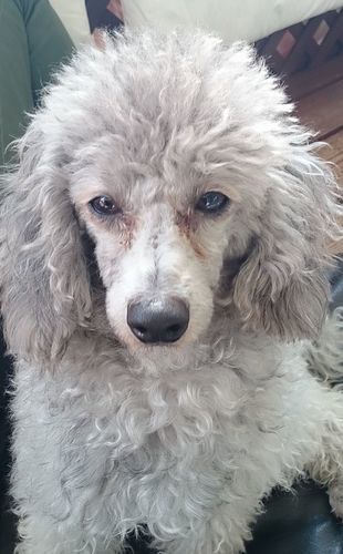 ママ犬　（ココちゃん）