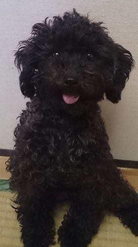 ママ犬　（モモちゃん）