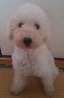 ママ犬　（ハルちゃん）（3）