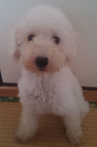 ママ犬　（ハルちゃん）（3）