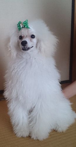 パパ犬　（ハク君） （2）