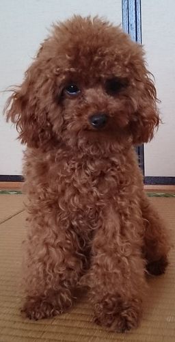 ママ犬　（モナちゃん)